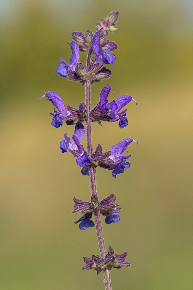 Image of Salvia stepposa specimen.