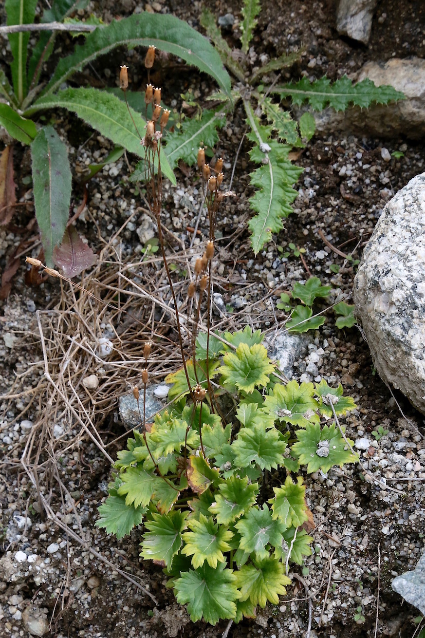 Изображение особи Cortusa turkestanica.