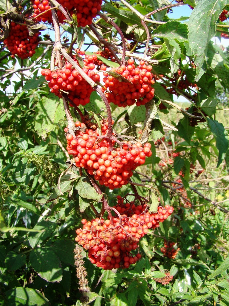 Image of Sambucus racemosa specimen.