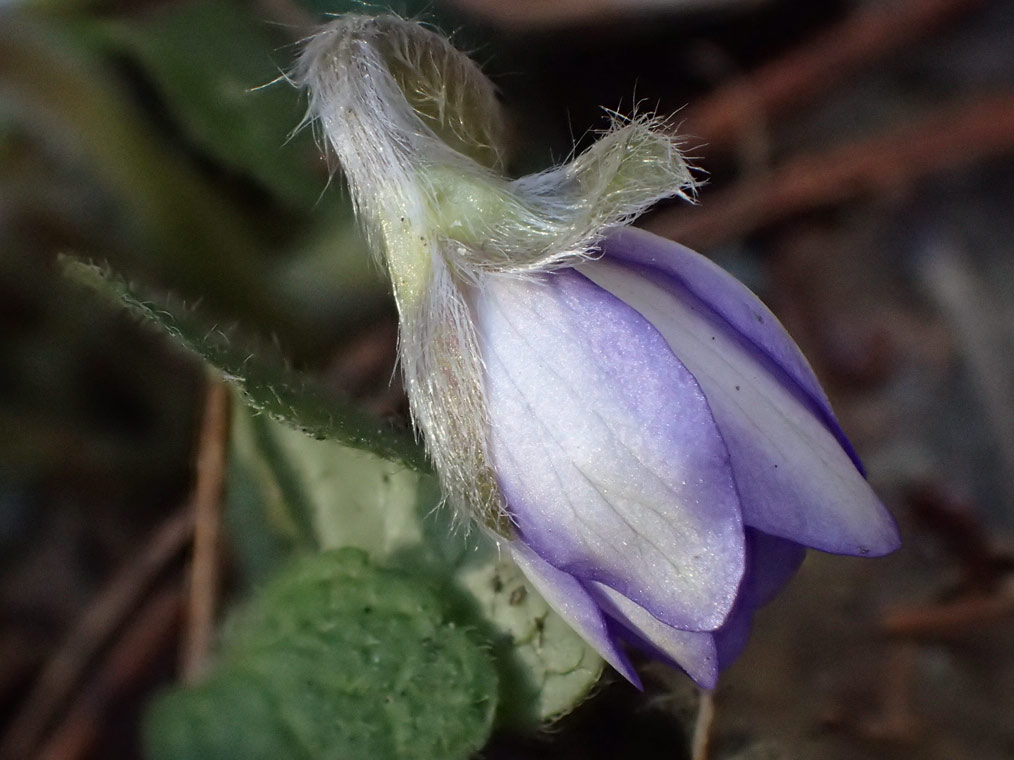 Image of Hepatica nobilis specimen.