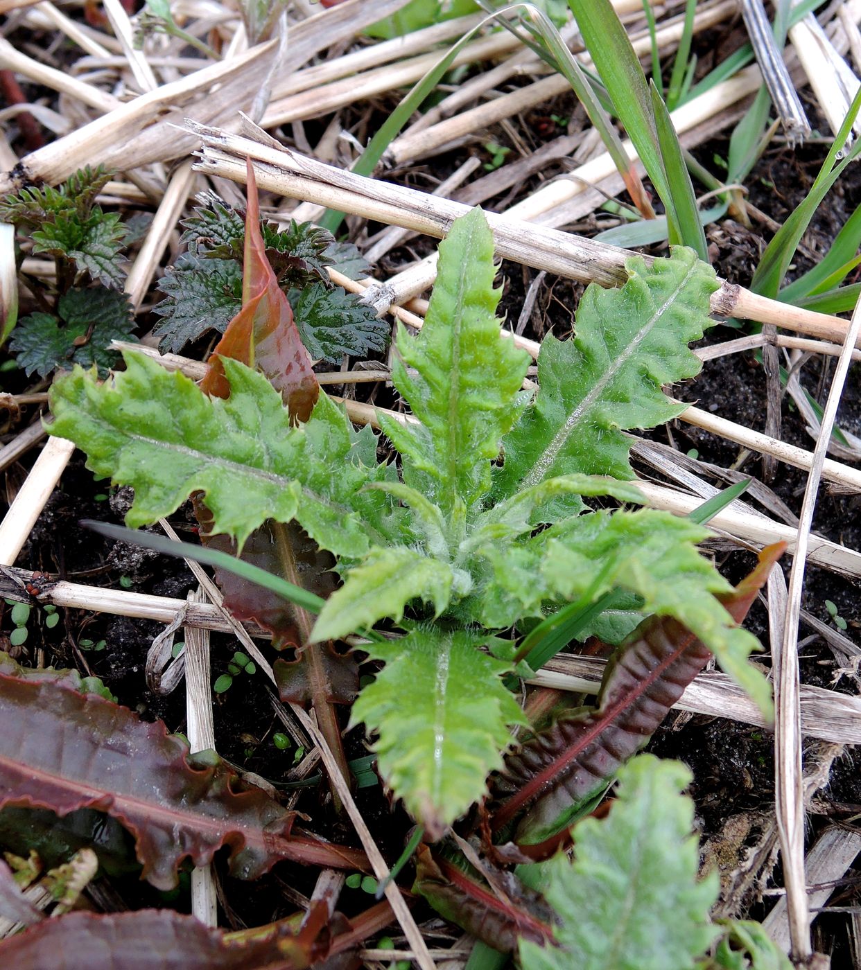 Image of Cirsium setosum specimen.