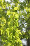 Populus nigra