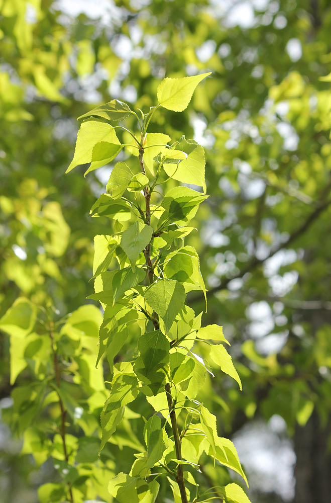 Изображение особи Populus nigra.