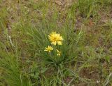 Scorzonera mollis. Цветущее растение. Украина, г. Запорожье, восточная окраина, долина р. Мокрая Московка, луговая степь. 15.04.2017.