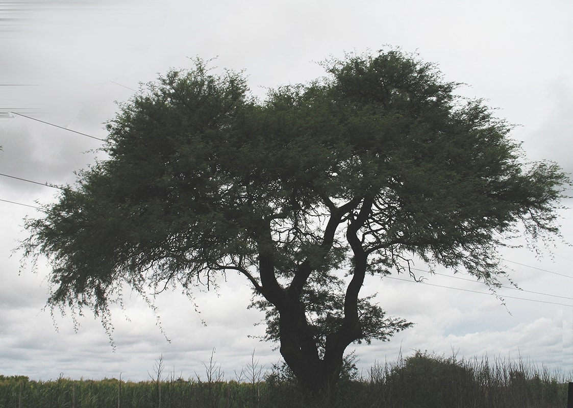 Image of Prosopis caldenia specimen.