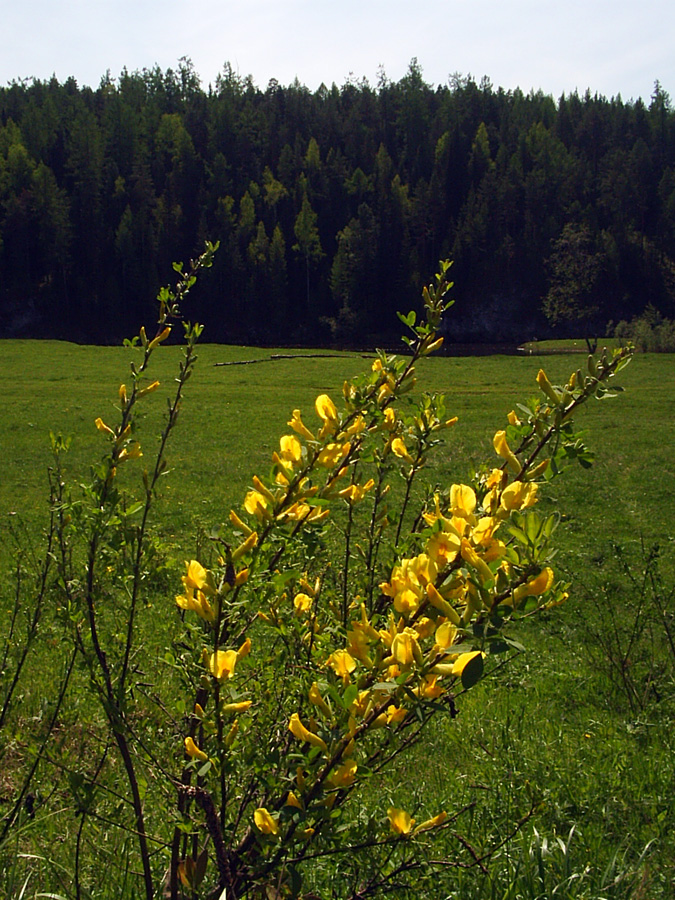 Изображение особи Chamaecytisus ruthenicus.