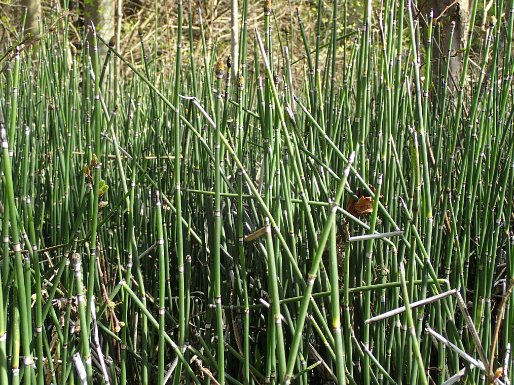 Изображение особи Equisetum hyemale.