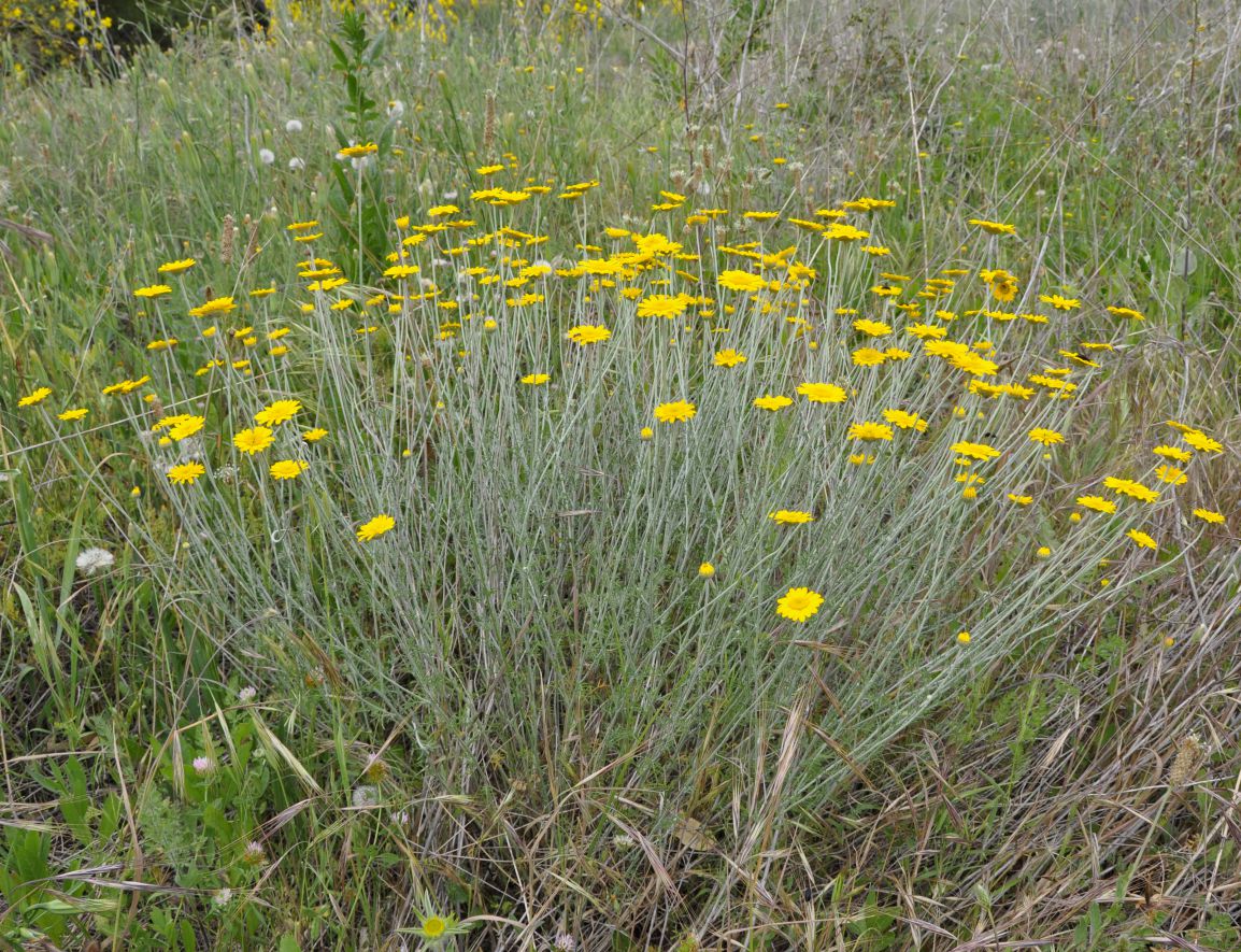 Изображение особи Anthemis tinctoria.