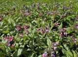Pulmonaria officinalis. Цветущие растения. Москва, Воронцовский парк, лужайка в дубовой роще, в культуре или одичавшие. 15.05.2017.