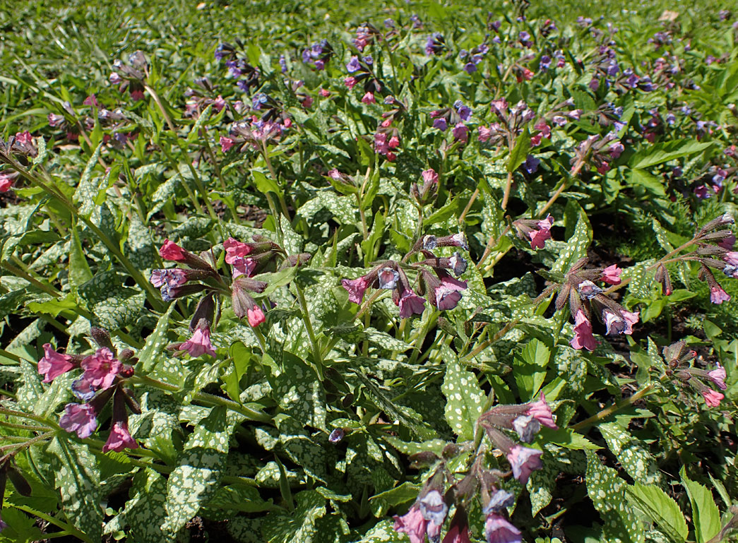 Изображение особи Pulmonaria officinalis.