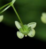 Euonymus macropterus