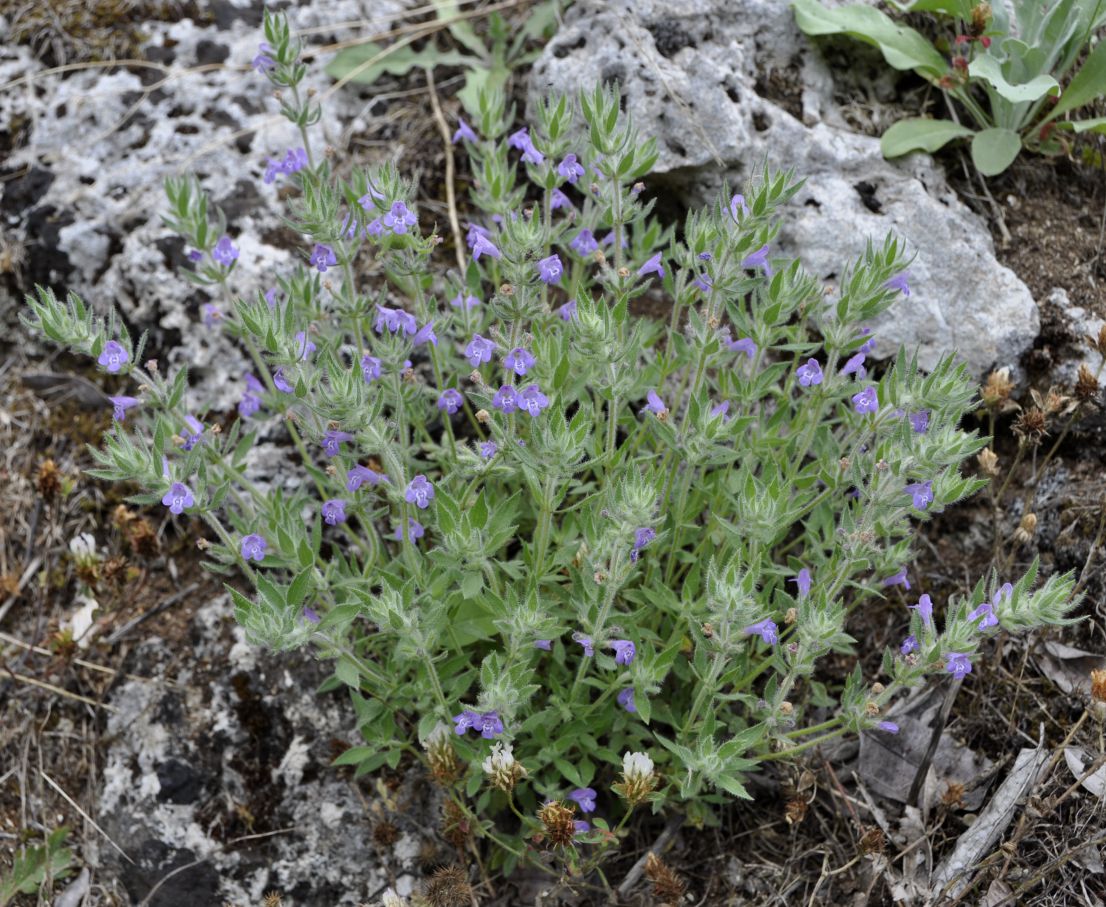 Изображение особи Ziziphora villosa.