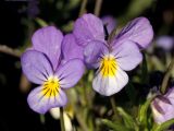 Viola tricolor. Цветки. Финляндия, Хельсинки, Пихлаямяки, скальное обнажение. 3 июня 2017 г.