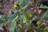 Abutilon theophrasti