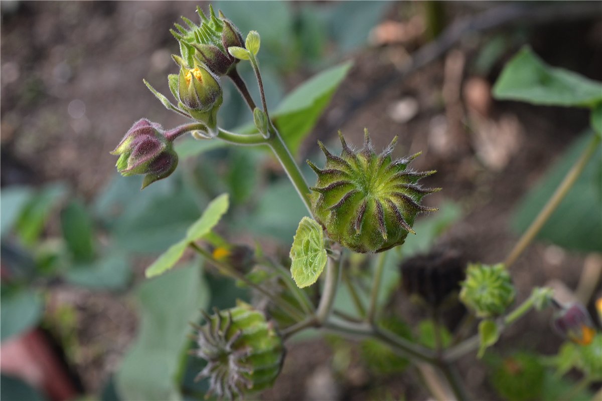 Изображение особи Abutilon theophrasti.