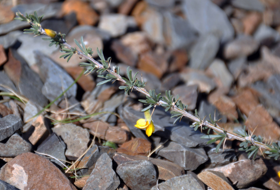 Image of Caragana pygmaea specimen.