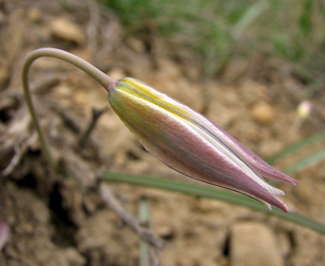 Image of Tulipa biflora specimen.