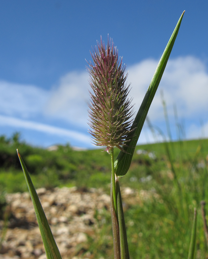 Image of Phleum alpinum specimen.