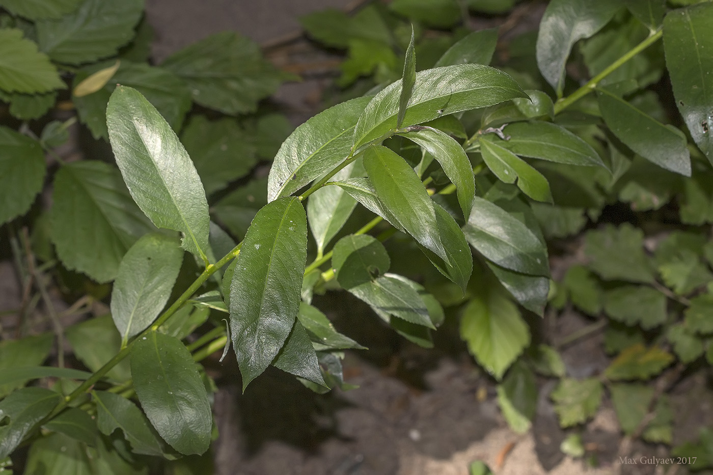 Image of genus Salix specimen.