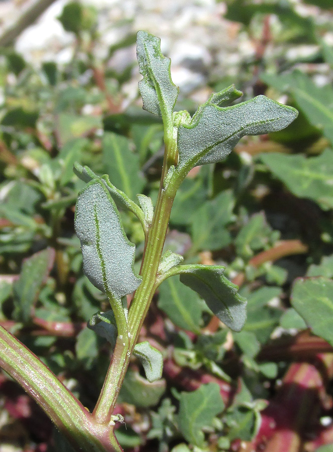 Image of Oxybasis glauca specimen.