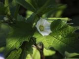 Alkekengi officinarum. Цветок и листья. Пермский край, г. Пермь, Мотовилихинский р-н, цветочный бордюр. 18.07.2017.