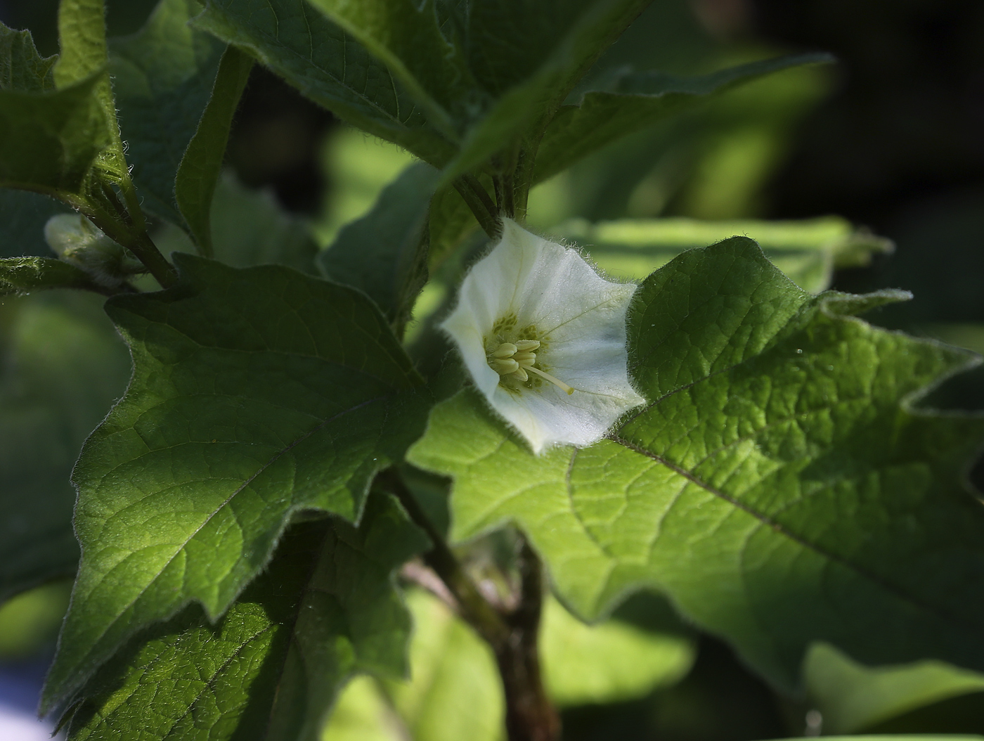 Изображение особи Alkekengi officinarum.