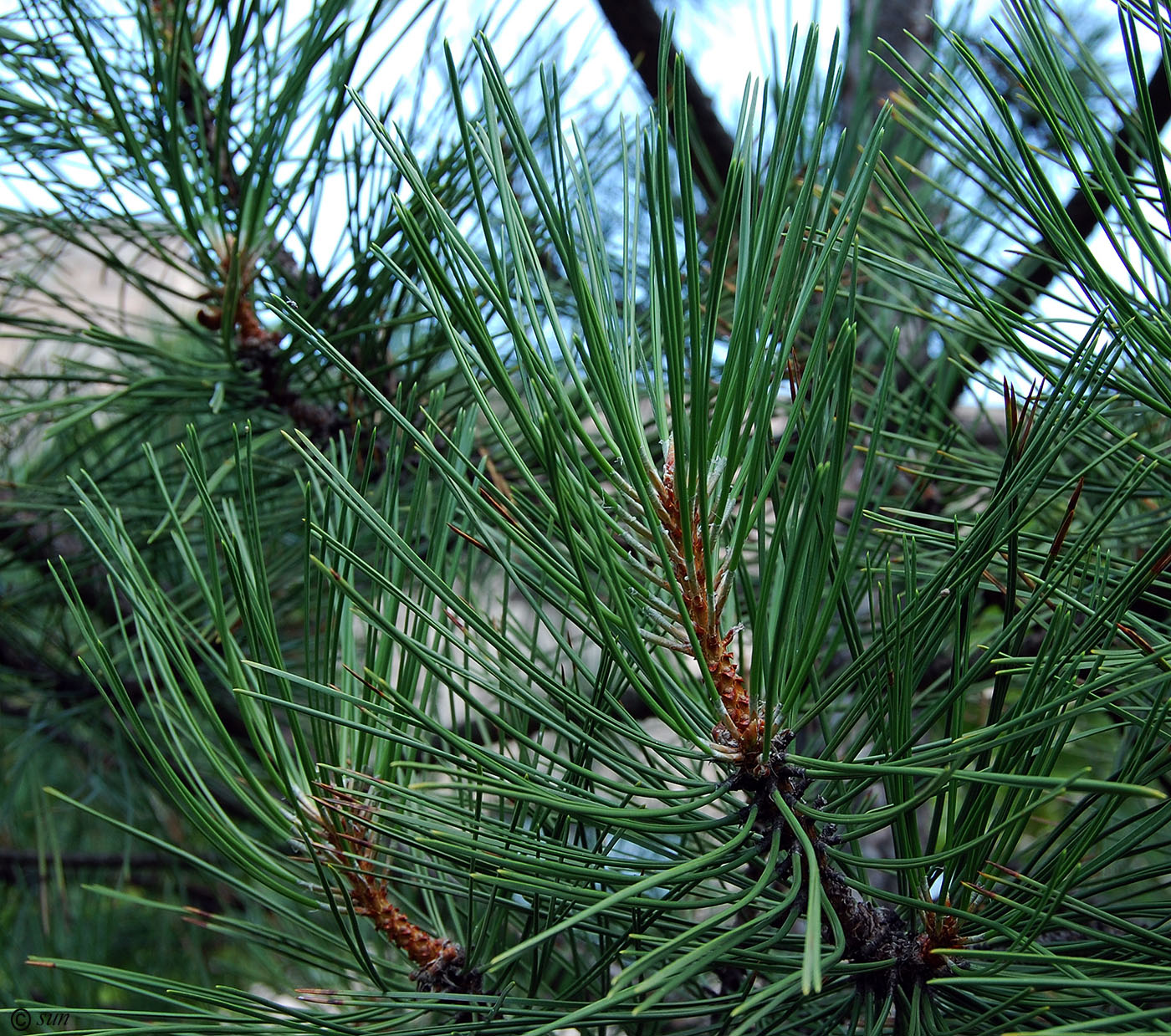 Изображение особи Pinus pallasiana.