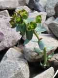 Euphorbia talassica. Цветущее растение. Южный Казахстан, Таласский Алатау, запов. Аксу-Жабаглы, урочище Каскабулак, выс. 3200 м н.у.м., моренные отложения. 16 июля 2017 г.
