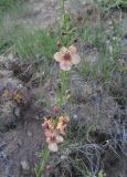 Verbascum &times; ignescens