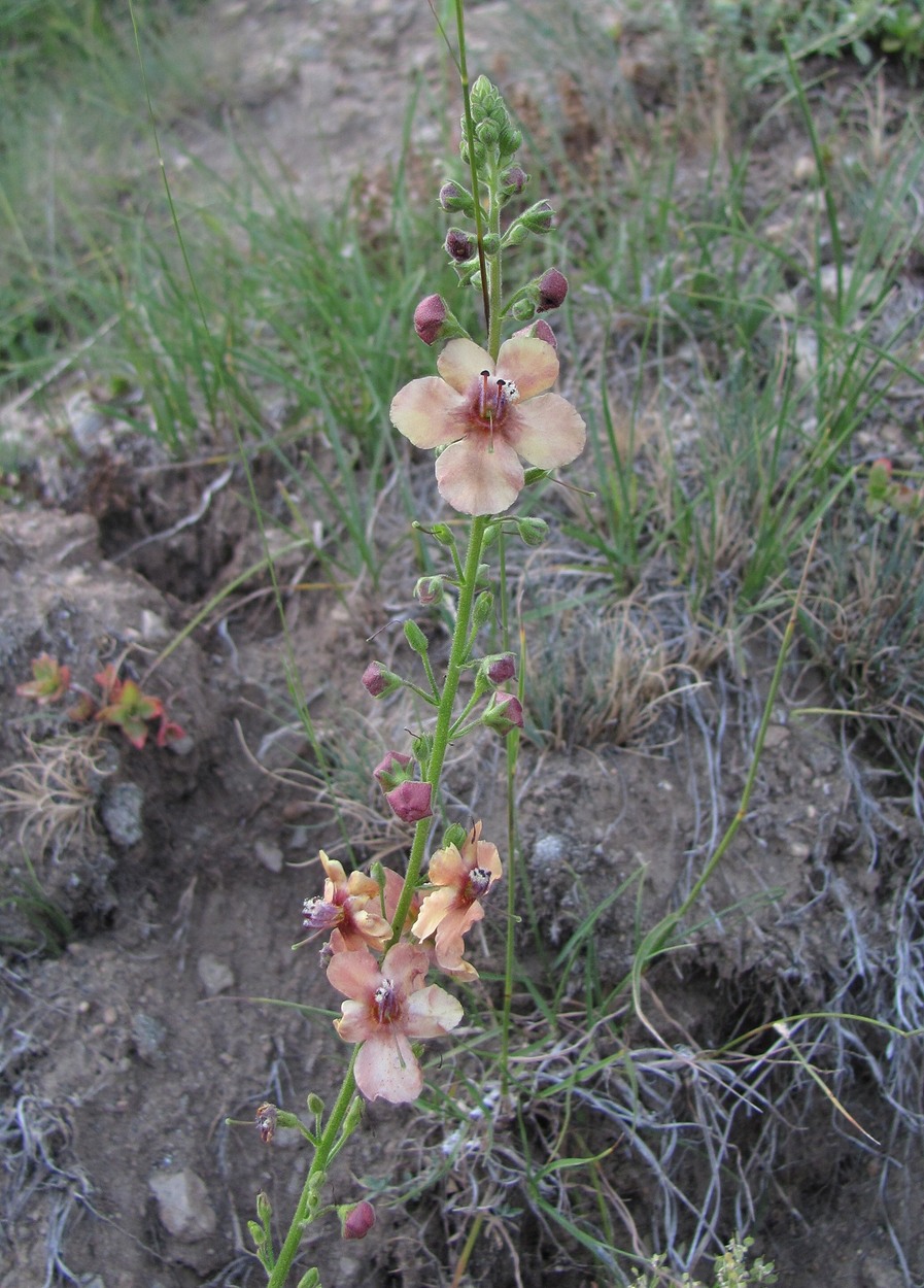 Image of Verbascum × ignescens specimen.