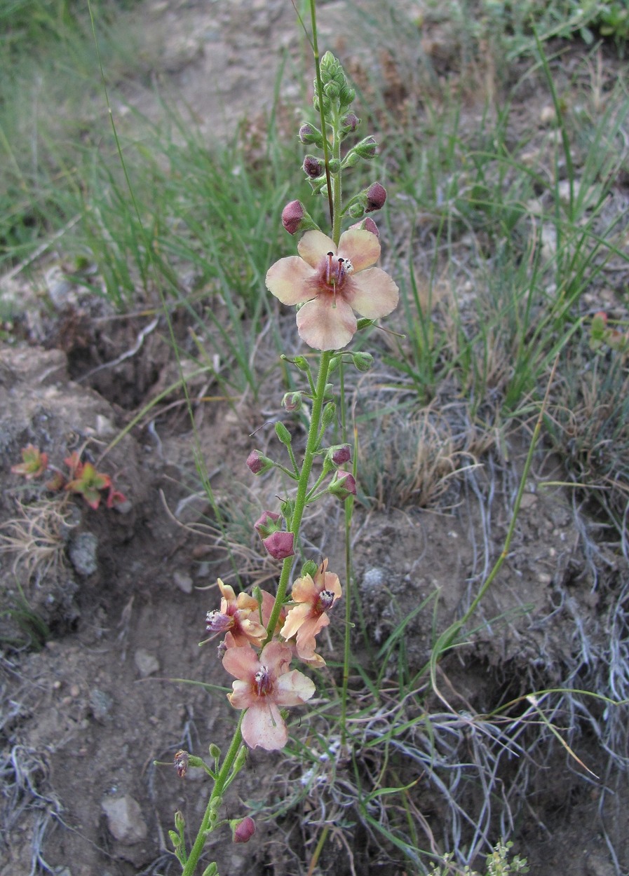 Изображение особи Verbascum &times; ignescens.