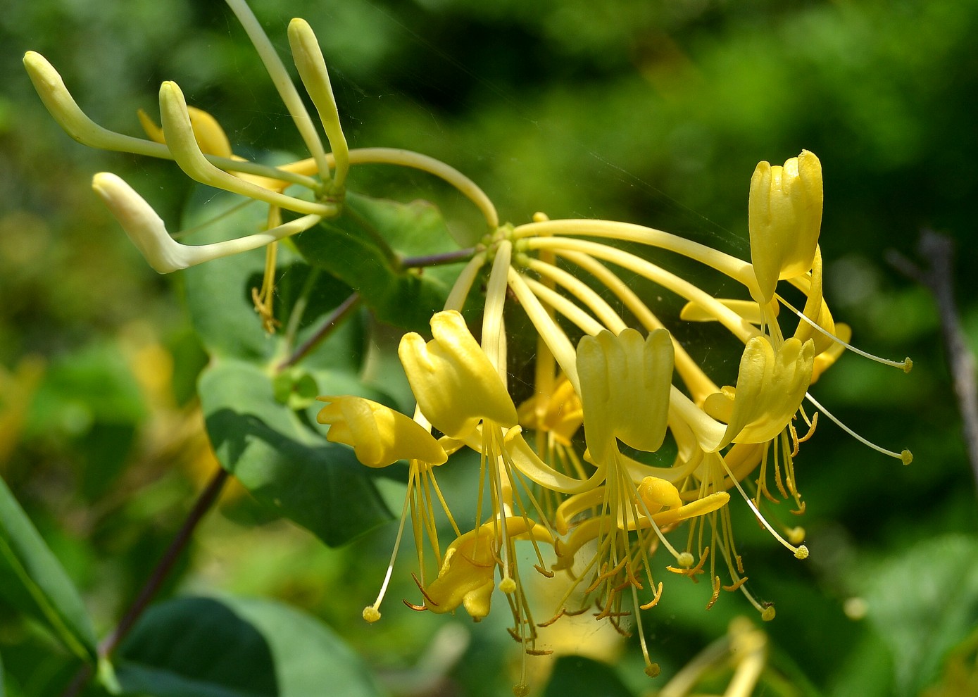 Image of Lonicera etrusca specimen.