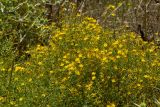 Hypericum triquetrifolium