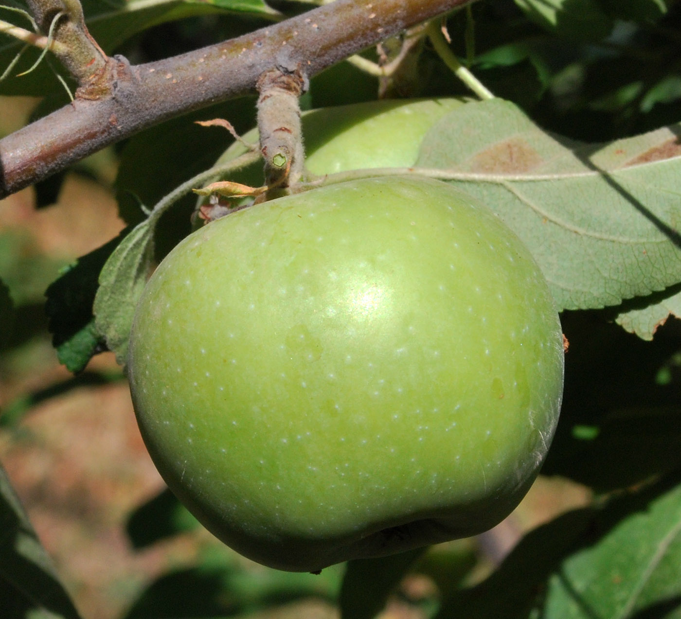 Изображение особи Malus domestica.