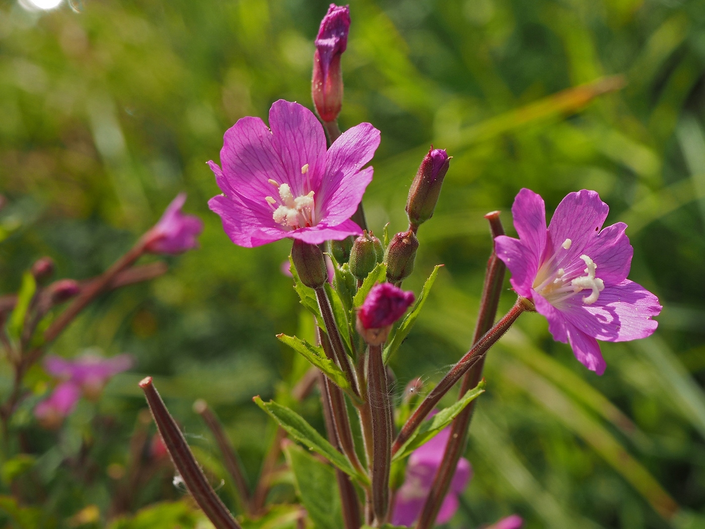 Image of Epilobium hirsutum specimen.