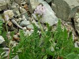 Astragalus boreomarinus. Верхушки побегов цветущего растения. Магаданская обл., Ольский р-н, окр. пос. Атарган, крутой каменистый склон со скальными выходами. 07.07.2017.