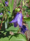 Campanula trachelium