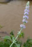 Mentha asiatica
