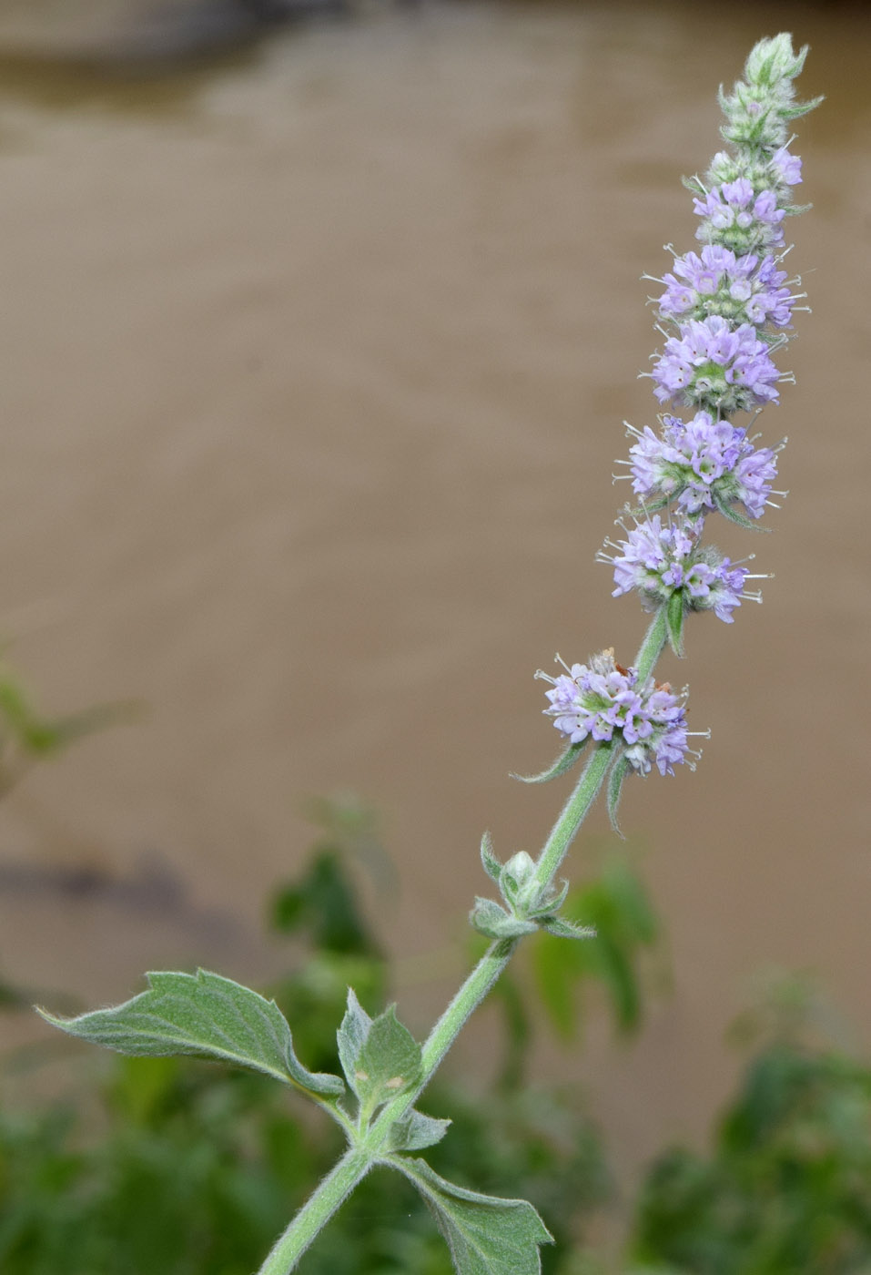 Image of Mentha asiatica specimen.