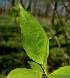 Populus simonii