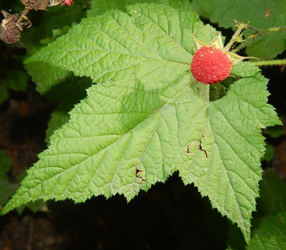 Image of Rubus parviflorus specimen.