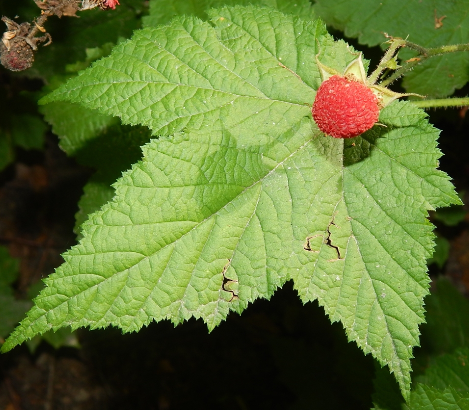 Изображение особи Rubus parviflorus.