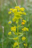 Euphorbia virgata