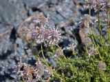 Nepeta podostachys. Верхушки побегов с соцветиями. Таджикистан, Фанские горы, перевал Алаудин, ≈ 3700 м н.у.м., осыпающийся каменистый склон. 05.08.2017.