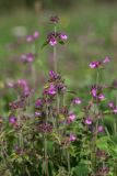 Clinopodium vulgare