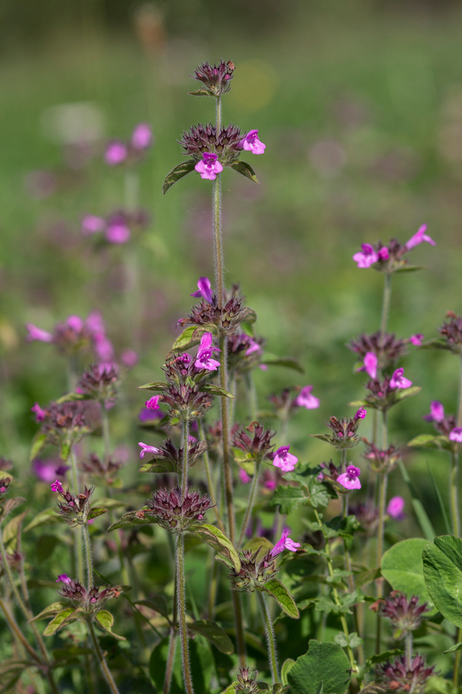 Изображение особи Clinopodium vulgare.