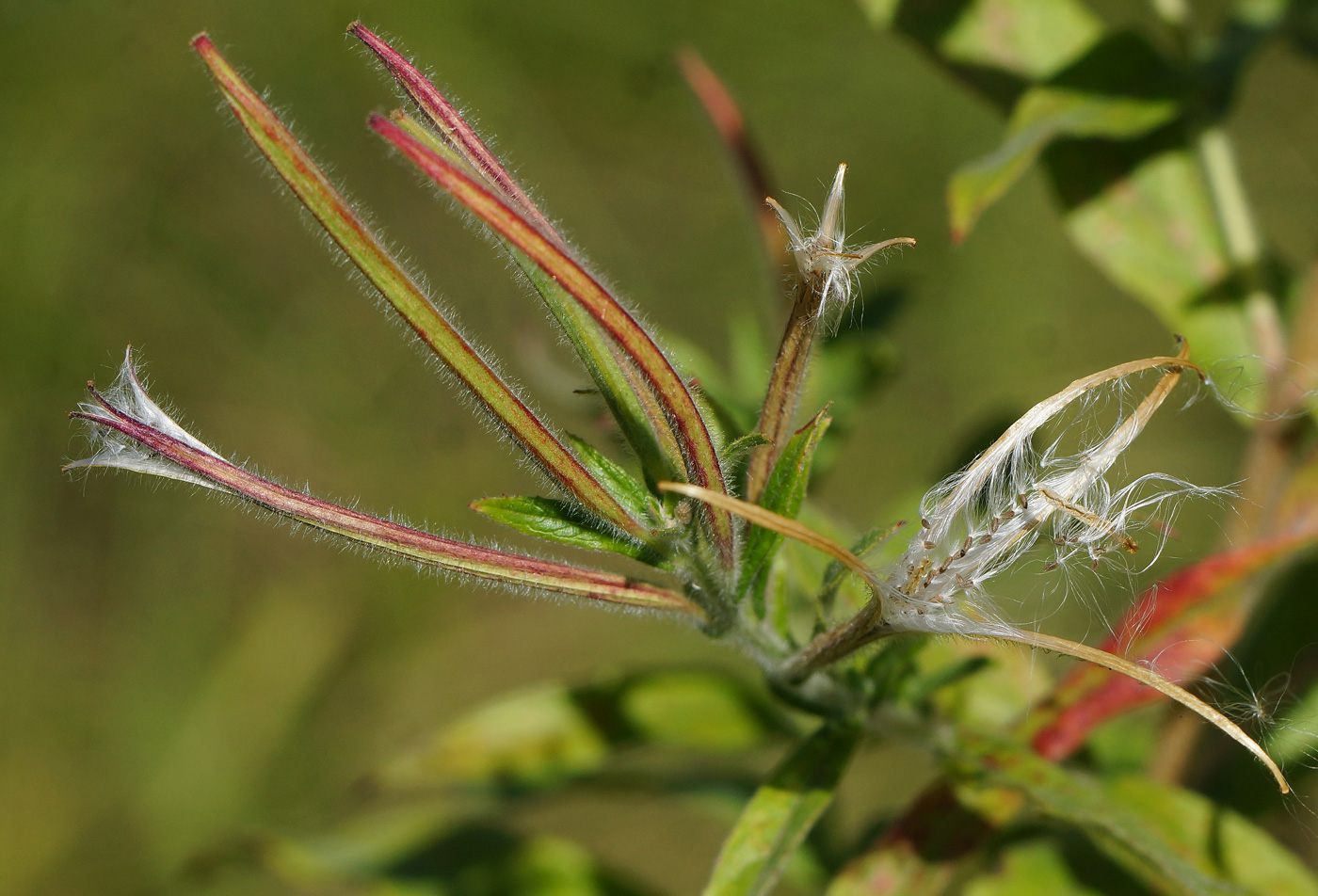 Изображение особи Epilobium villosum.