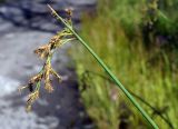 genus Schoenoplectus