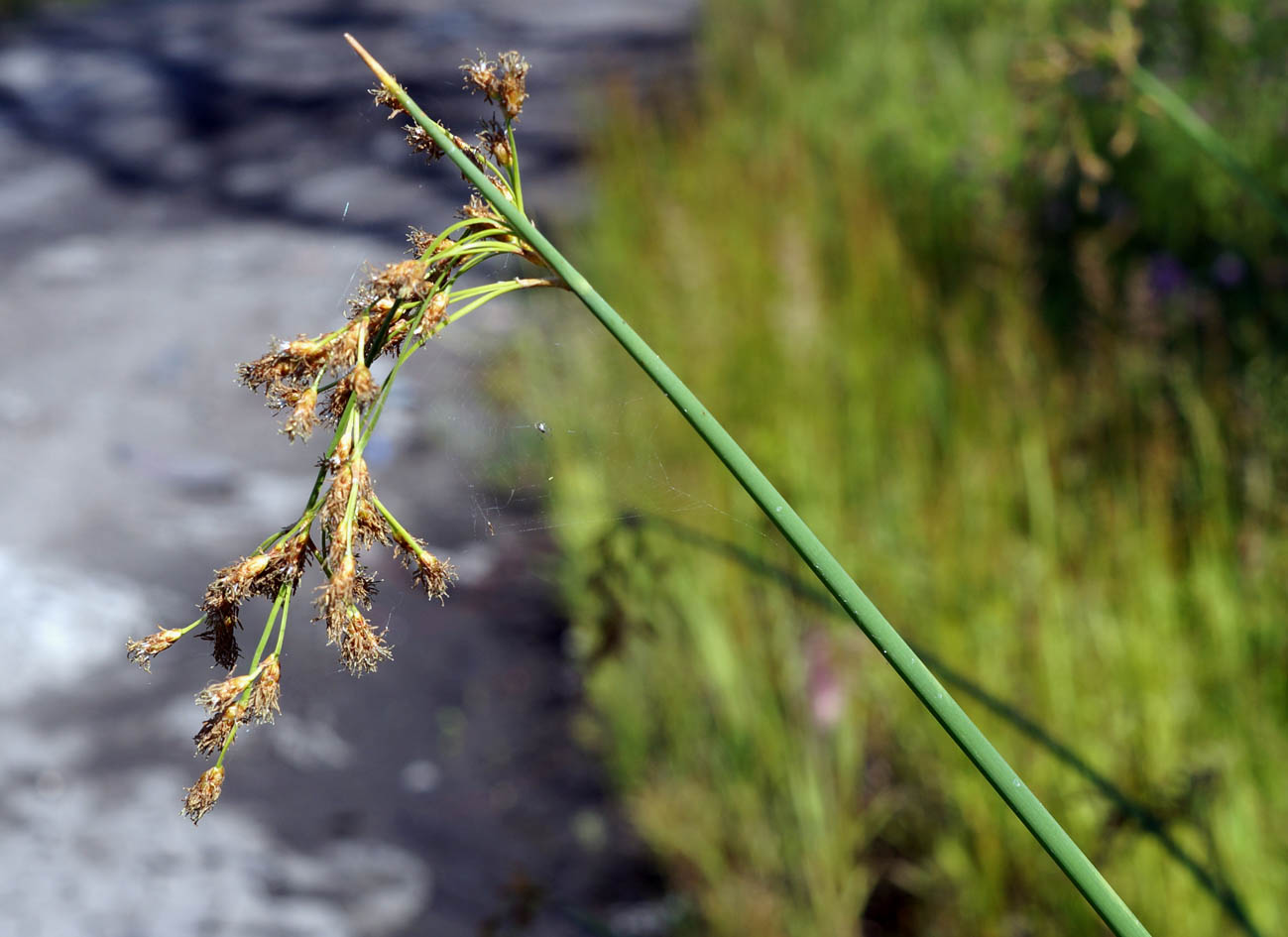 Image of genus Schoenoplectus specimen.