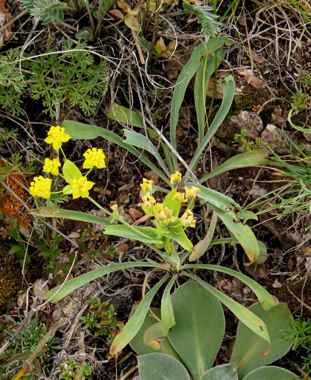 Image of Bupleurum multinerve specimen.